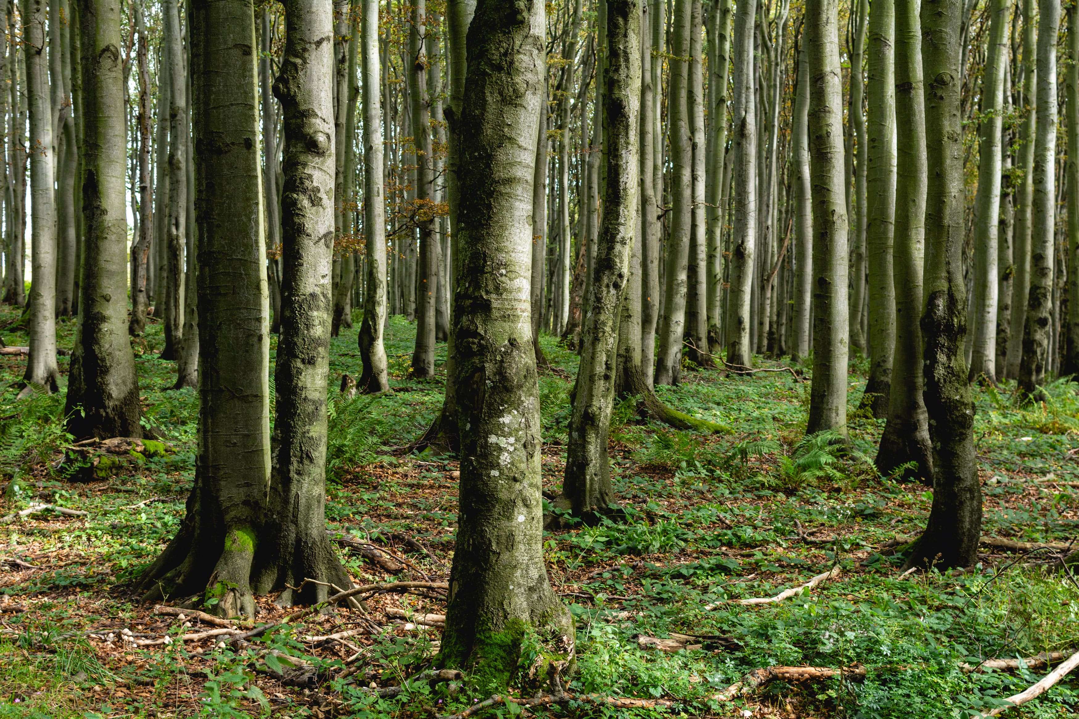 Katosi development site — lush green setting